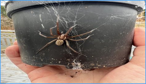Discover The Fascinating World Of Pregnant House Spiders